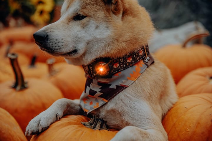 Orbiloc Dog Dual Amber Orbiloc Orbiloc Dog Dual Amber Orbiloc