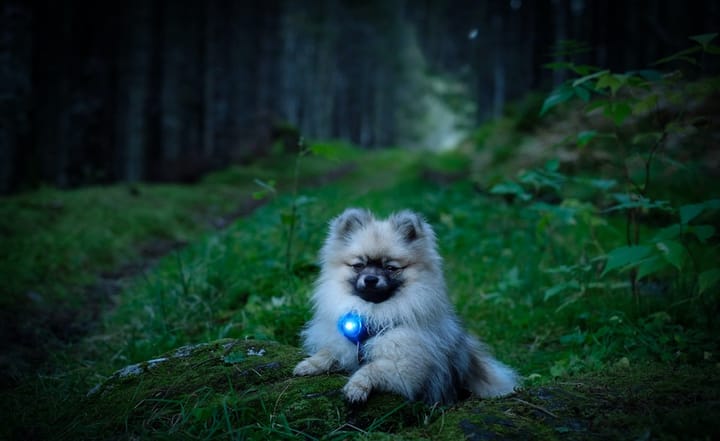 Orbiloc Dog Dual Blå Orbiloc Orbiloc Dog Dual Blå Orbiloc