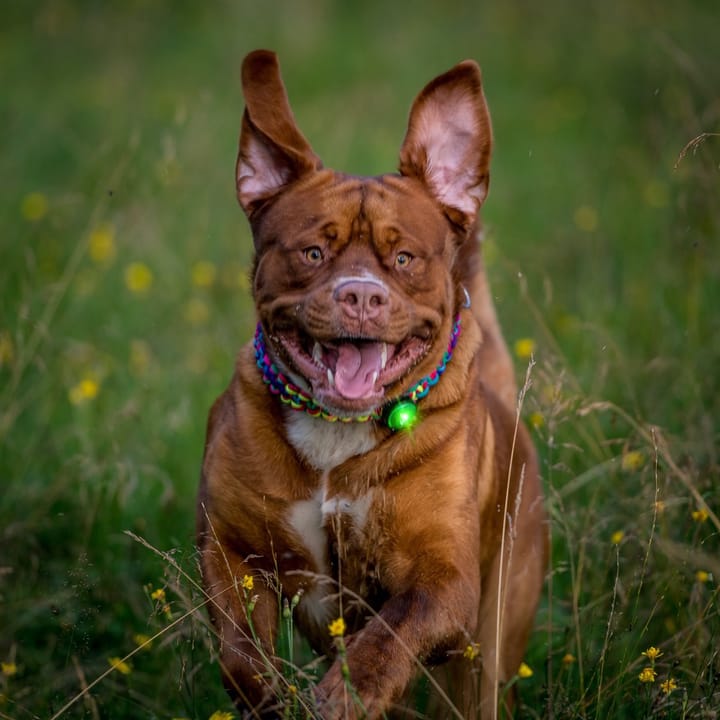 Orbiloc Dog Dual Grønn Orbiloc Orbiloc Dog Dual Grønn Orbiloc