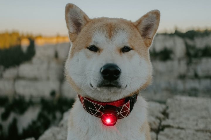 Orbiloc Dog Dual Rød Orbiloc Orbiloc Dog Dual Rød Orbiloc