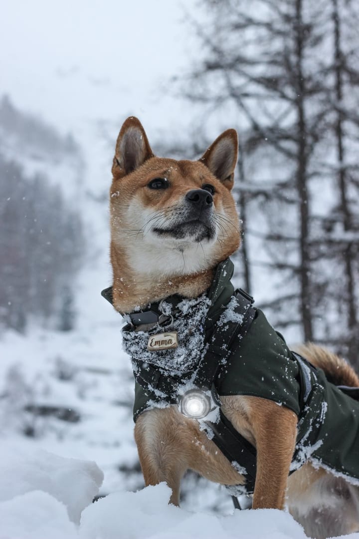 Orbiloc Dog Dual Hvit Orbiloc Orbiloc Dog Dual Hvit Orbiloc