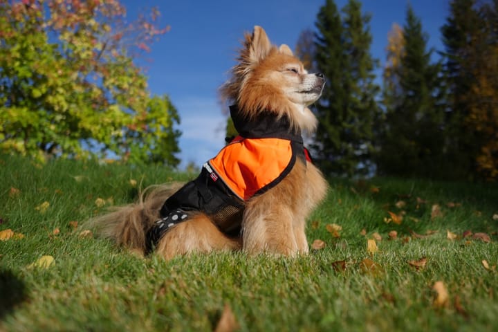 Non-Stop Dogwear Beta Pro Raincoat, Blue Non-stop Dogwear Non-Stop Dogwear Beta Pro Raincoat, Blue Non-stop Dogwear