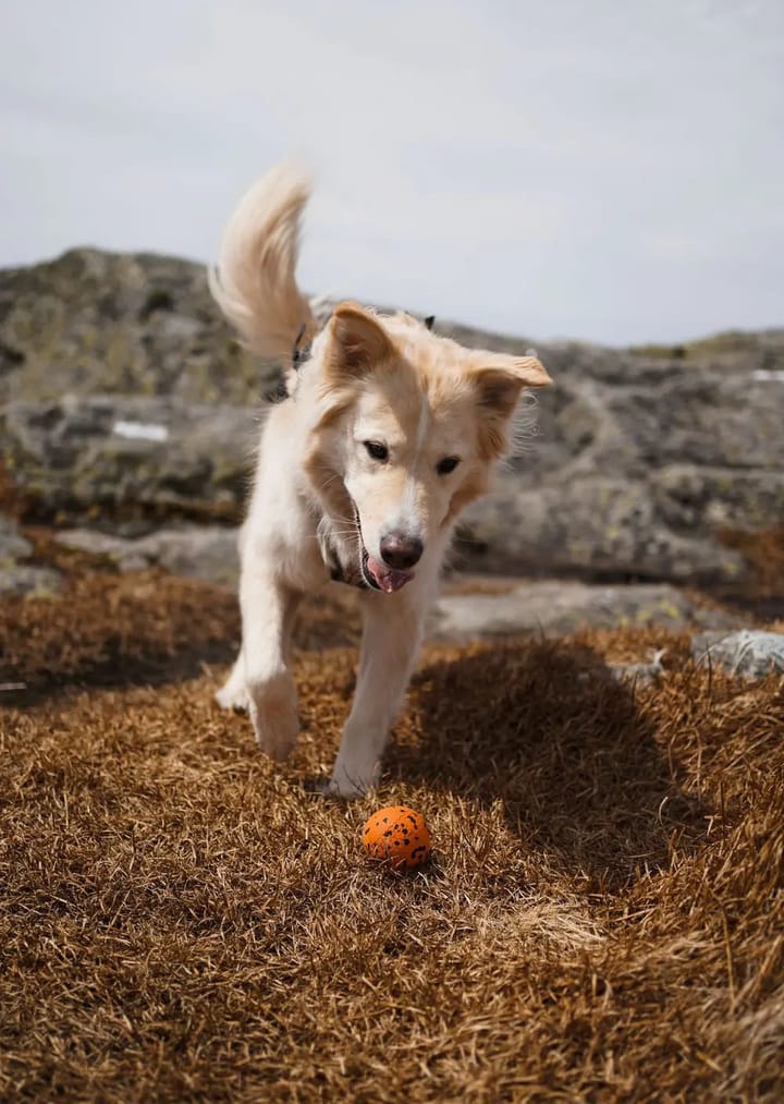 Non-stop Dogwear Dog Ball 70x70 Orange/black Non-stop Dogwear