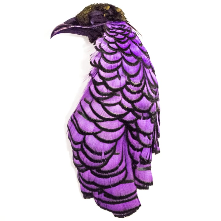 Veniard Amherst Pheasant Head No.2 Dyed Purple Veniard Veniard Amherst Pheasant Head No.2 Dyed Purple Veniard