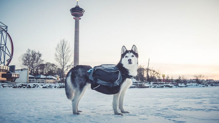 Non-stop Dogwear Amundsen  Gray/Black Non-stop Dogwear