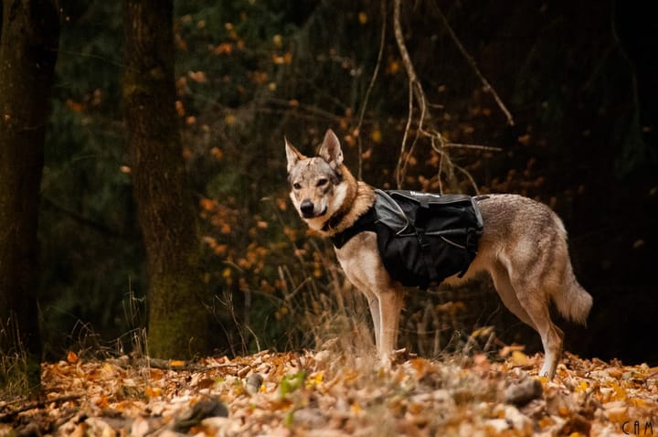 Non-stop Dogwear Amundsen  Gray/Black Non-stop Dogwear