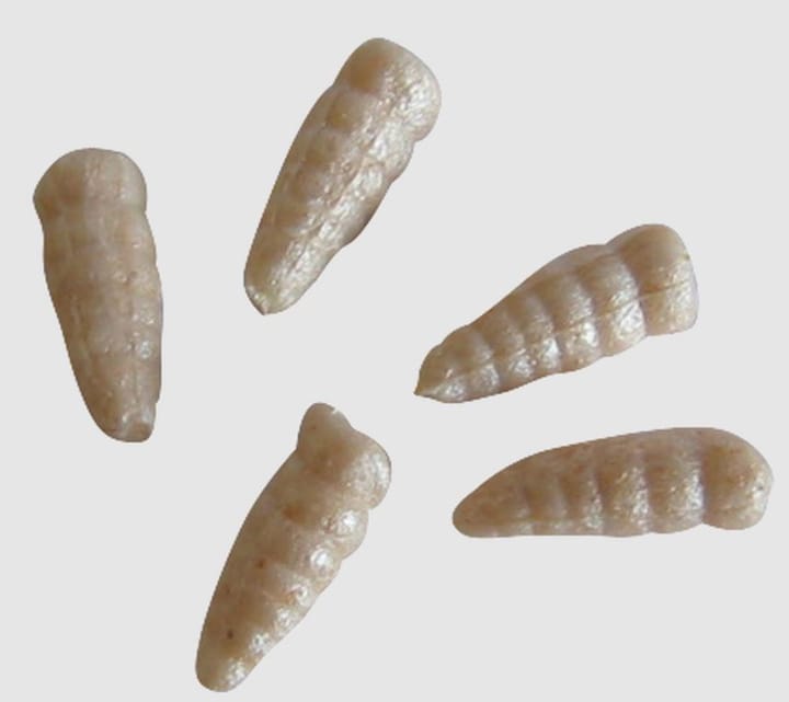 Berkley Berkley Gulp Alive "Waxies" Maggot White Berkley Berkley Berkley Gulp Alive "Waxies" Maggot White Berkley