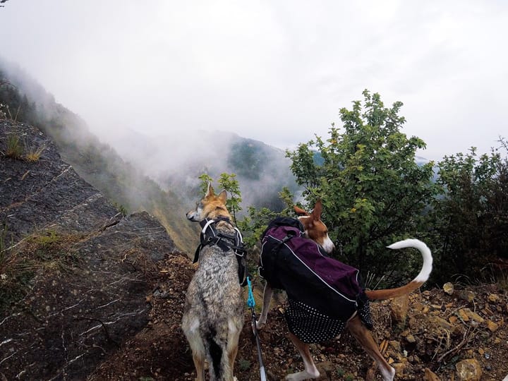 Non-stop Dogwear Beta Pro Raincoat Black/Purple Non-stop Dogwear Non-stop Dogwear Beta Pro Raincoat Black/Purple Non-stop Dogwear
