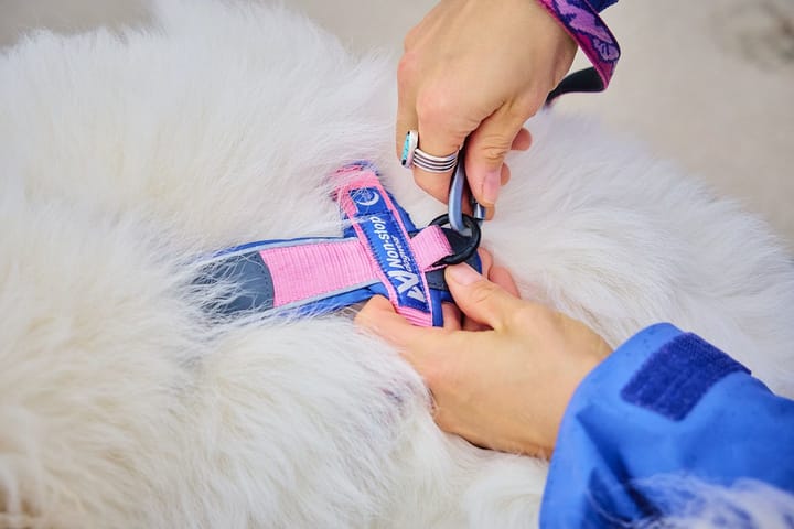 Non-stop Dogwear Line Harness 5.0 Rp Signature Edition Purple/pink Non-stop Dogwear