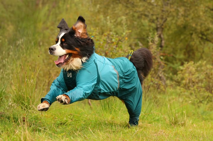Non-stop Dogwear Fjord Overall Raincoat - Small Sizes Teal Non-stop Dogwear Non-stop Dogwear Fjord Overall Raincoat - Small Sizes Teal Non-stop Dogwear