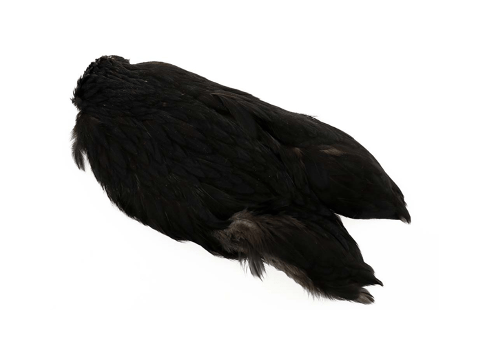 Whiting 4b Hen Cape Whiting