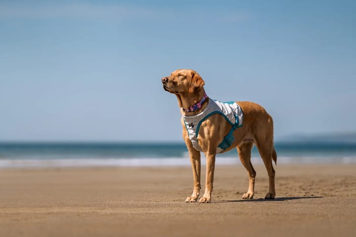 Non-stop Dogwear Cooling Vest Light gray/Teal Non-stop Dogwear Non-stop Dogwear Cooling Vest Light gray/Teal Non-stop Dogwear