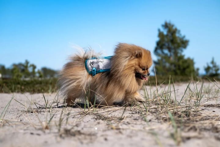 Non-stop Dogwear Cooling Vest Light gray/Teal Non-stop Dogwear