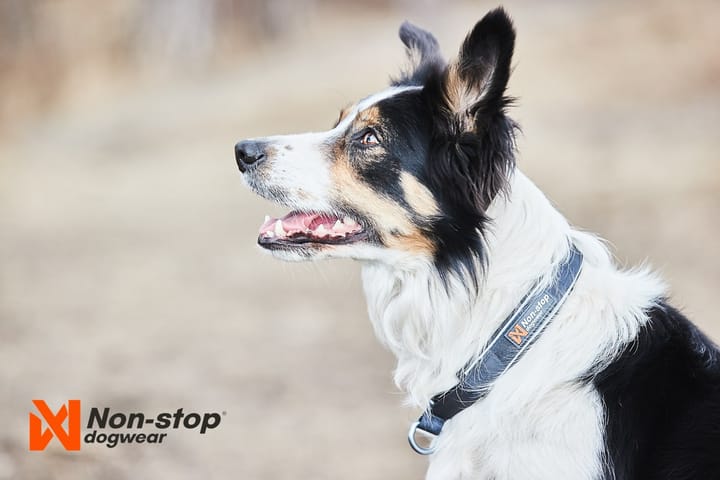 Non-Stop Dogwear Cruise Collar Black Non-stop Dogwear