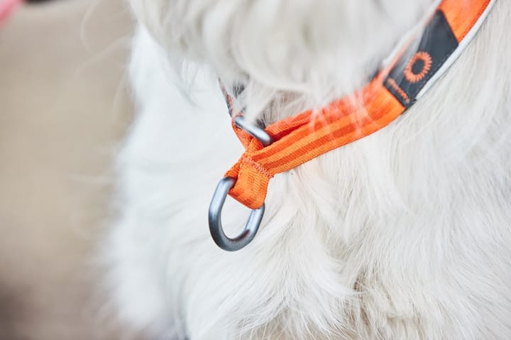 Non-Stop Dogwear Cruise Collar Orange Non-stop Dogwear