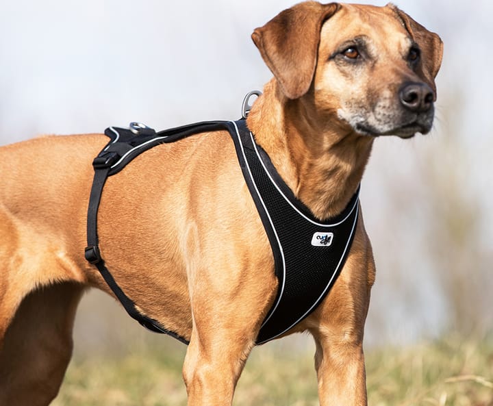 Curli Belka Comfort Harness XS Brown Curli Curli Belka Comfort Harness XS Brown Curli