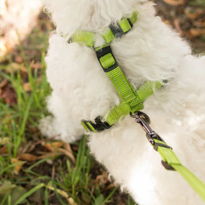 Dogman H-sele Iris 15mm  Dogman