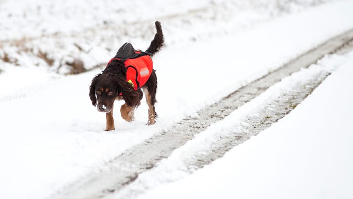 GPS Vest Dogtech