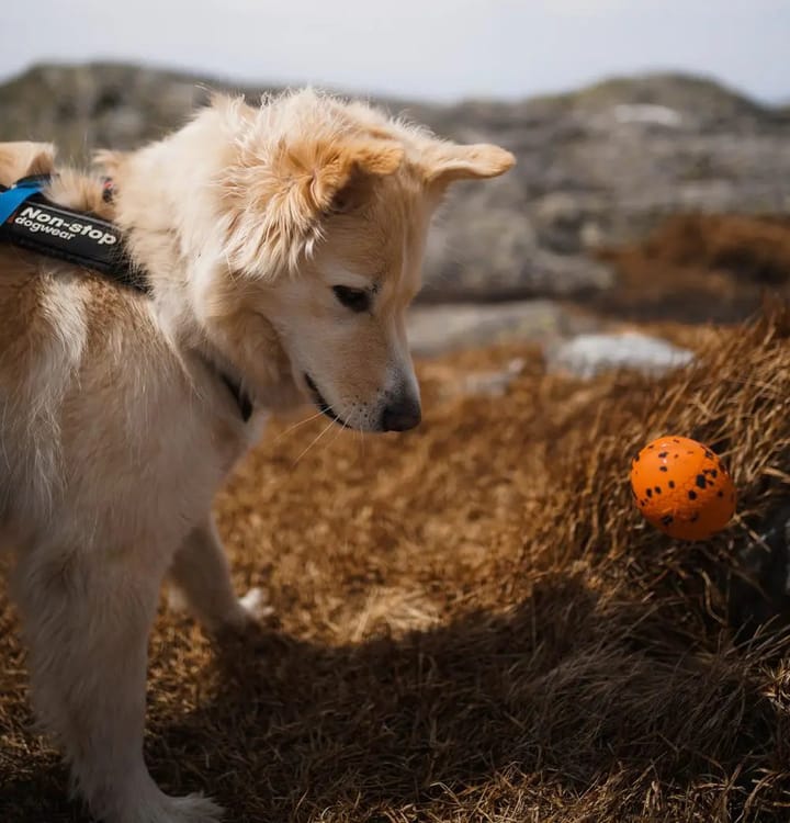 Non-stop Dogwear Dog Ball 70x70 Orange/black Non-stop Dogwear