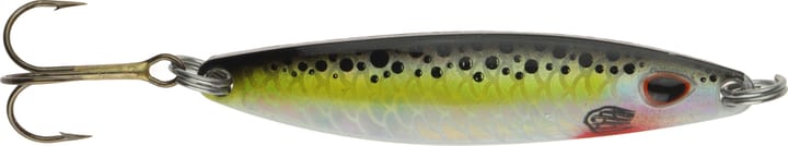 Falkfish Sard Falkfish