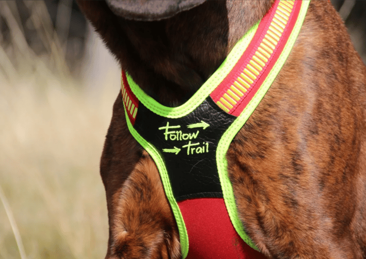 NIggeloh Blood Tracker Harness Follow Trail Nocolor NIggeloh