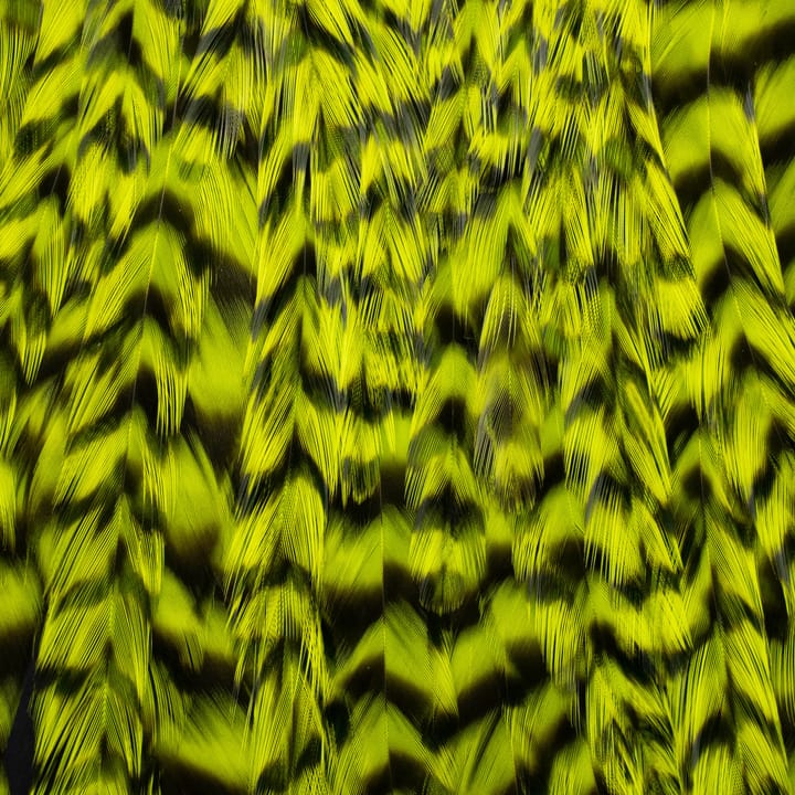 FutureFly Freshwater Rooster Saddle Grizzly FutureFly