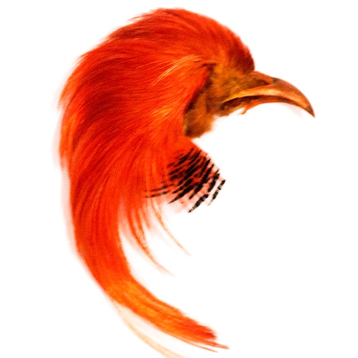 Veniard Golden Pheasant Topping Crest Orange Veniard Veniard Golden Pheasant Topping Crest Orange Veniard