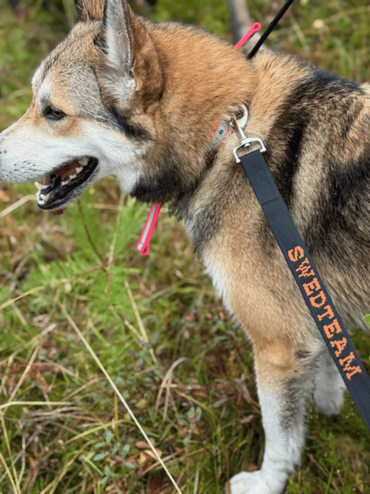 Swedteam Dog Leash Deer Drag 4 M Accessory Black Swedteam
