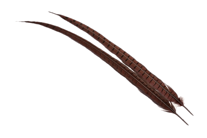 Veniard Cock Pheasant Centre Tails Veniard