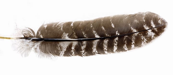 Veniard Turkey Natural Barred Wing Quills Veniard