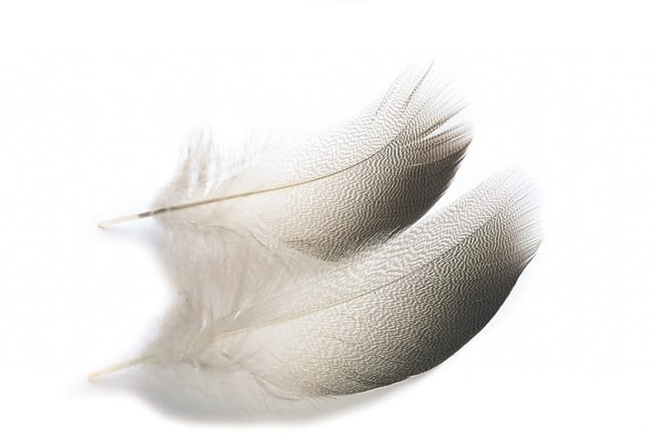 Veniard Mallard Duck Bronze Shoulders Selected Veniard