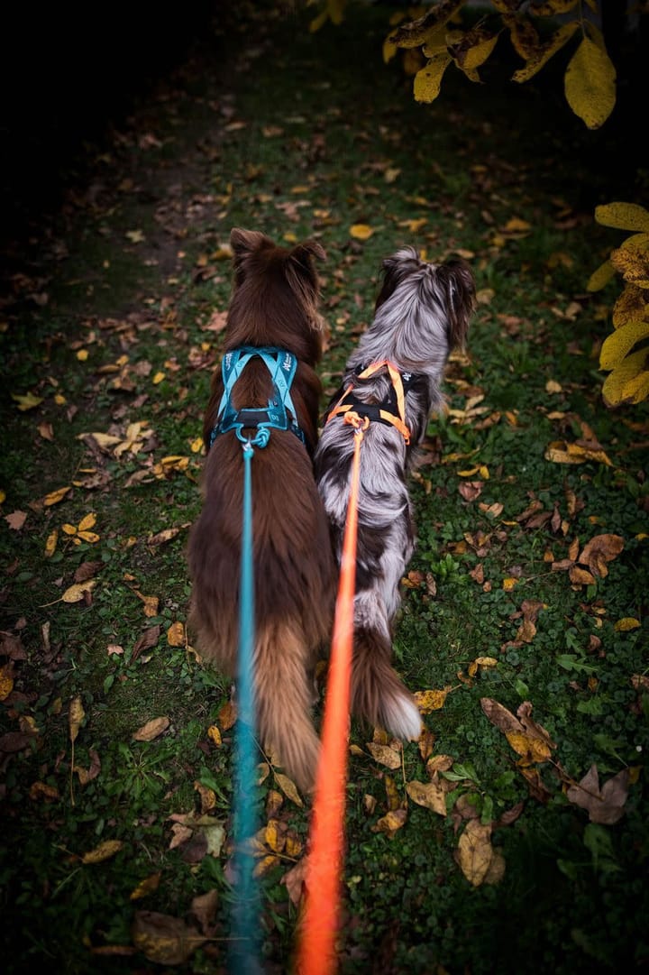 Non-stop Dogwear Rush Harness Teal Non-stop Dogwear