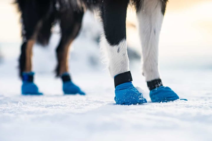 Non-stop Dogwear Long Distance Booties 4-pack (2021) Blue Non-stop Dogwear