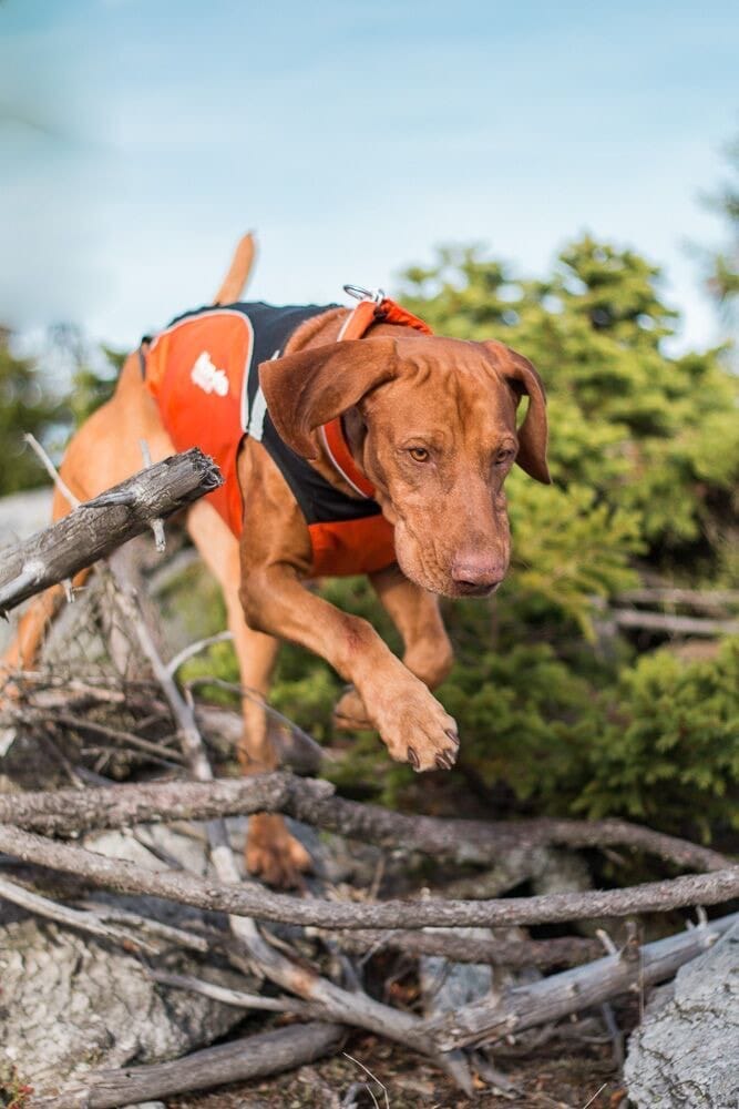 Non-stop Dogwear Hunting Cover Orange Non-stop Dogwear Non-stop Dogwear Hunting Cover Orange Non-stop Dogwear