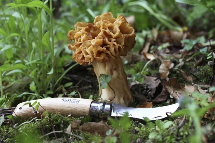 Opinel mushroom knife N°08 Opinel Opinel mushroom knife N°08 Opinel