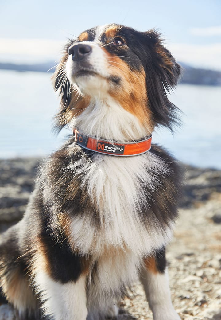 Non-stop Dogwear Cruise Collar Orange Non-stop Dogwear