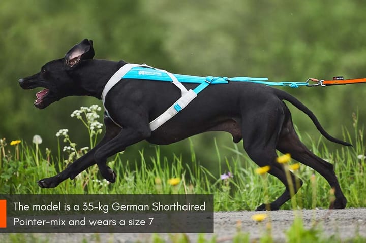 Non-stop Dogwear Freemotion Harness 5.0 Size 5 Blue/Grey Non-stop Dogwear