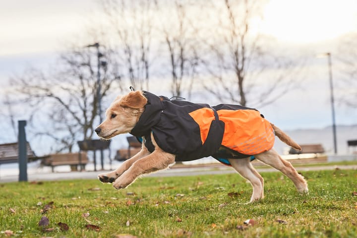 Non-stop Dogwear Glacier Dog Jacket 2.0 - Small Sizes Black/Orange Non-stop Dogwear