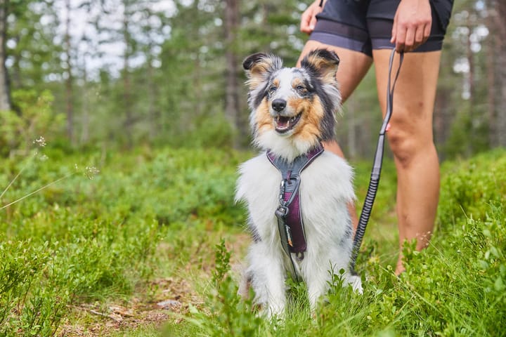 Non-stop Dogwear Line Harness 5.0 Orange Non-stop Dogwear