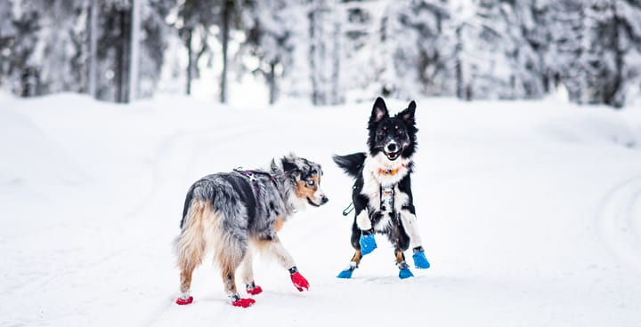 Non-stop Dogwear Long Distance Booties 4-pack (2021) Blue Non-stop Dogwear
