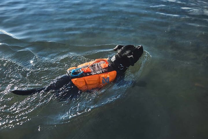 Non-stop Dogwear Protector Life Jacket Size 7 Black/Orange Non-stop Dogwear