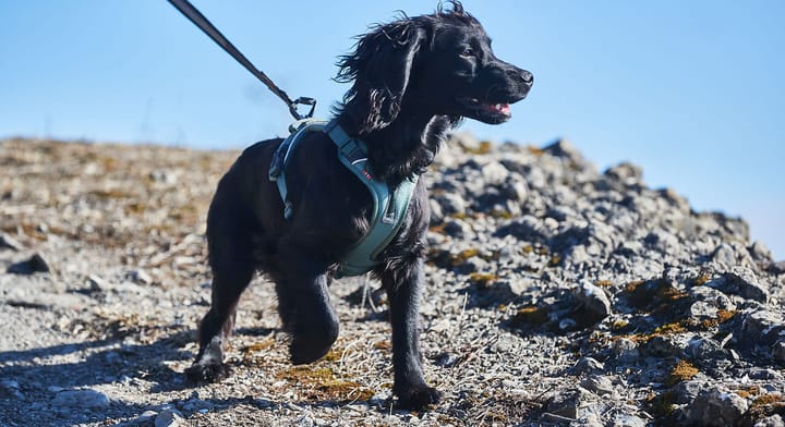 Non-stop Dogwear Ramble Harness Green Non-stop Dogwear