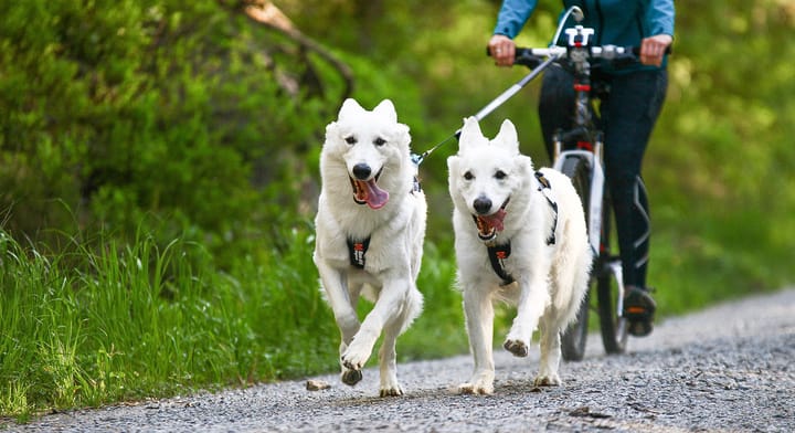 Non-stop Dogwear Touring Double, Wide Screw-Lock Grey Non-stop Dogwear