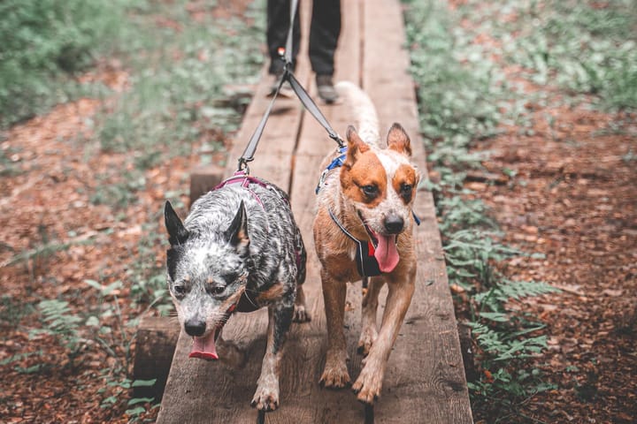 Non-stop Dogwear Touring Double, Wide Screw-Lock Grey Non-stop Dogwear