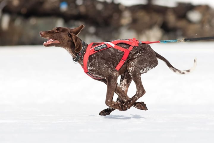 Non-Stop Dogwear Combined Harness Red Non-stop Dogwear