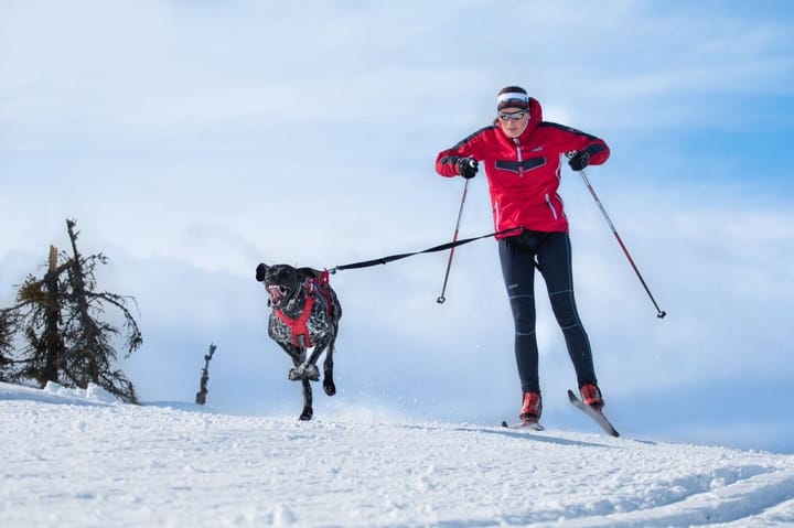 Non-Stop Dogwear Combined Harness Red Non-stop Dogwear