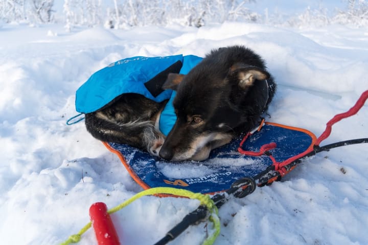 Non-stop Dogwear Sleeping Mat Blue Non-stop Dogwear