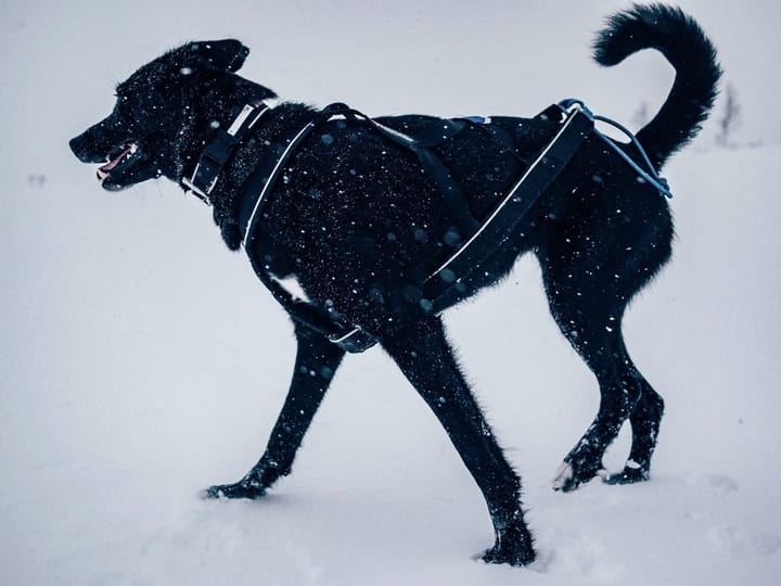 Non-stop Dogwear Polar click collar Black Non-stop Dogwear