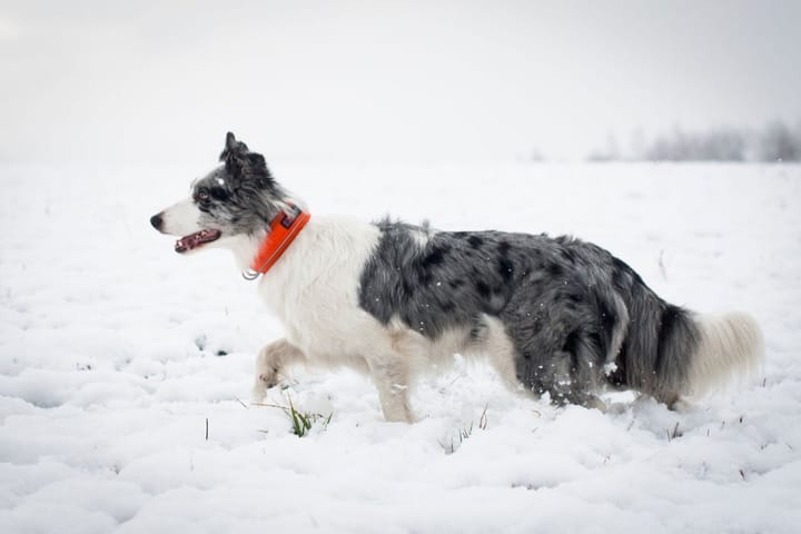 Non-Stop Dogwear Safe Collar Orange Non-stop Dogwear