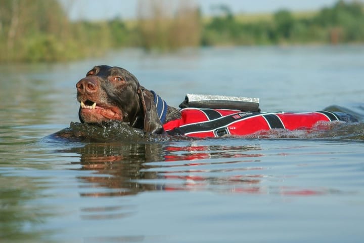 Non-stop Dogwear Safe Life Vest Red Non-stop Dogwear Non-stop Dogwear Safe Life Vest Red Non-stop Dogwear